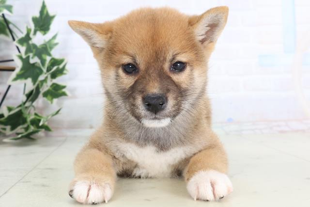 ペットショップCoo＆RIKU | 柴犬