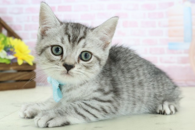 マンチカン(シルバー(銀)系)の子猫を価格や特徴で探す|ペットショップ