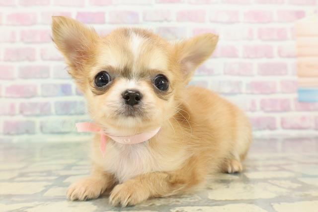 チワワ(レッドホワイト)の子犬を価格や特徴で探す|ペットショップ探す