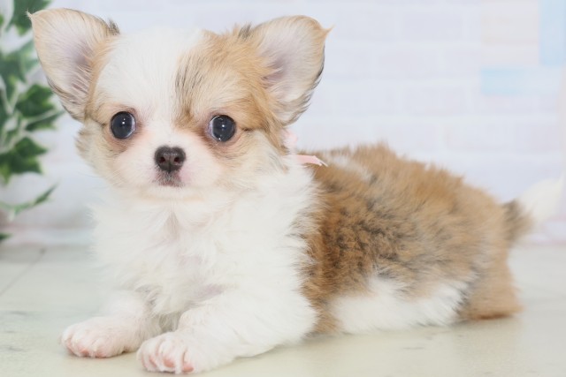 チワワ(ロング)(フォーンホワイト)の子犬を価格や特徴で探す|ペット