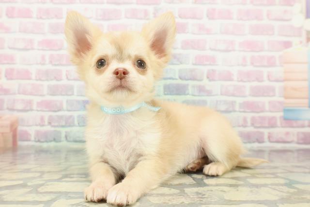 チワワ(ロング)(チョコレートフォーン)の子犬を価格や特徴で探す