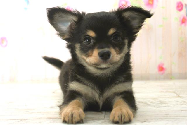 チワワ(ブラックタン)の子犬を価格や特徴で探す|ペットショップ探す