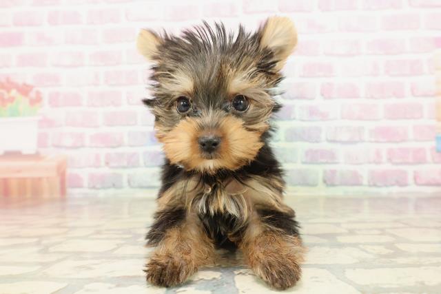 5万円以下のヨークシャーテリアの子犬を価格や特徴で探す|ペット