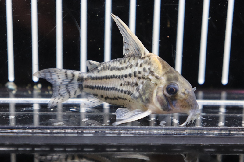 淡水魚】 激安 コリドラス スーパーシュワルツィ ワイルド【1匹】(6.5