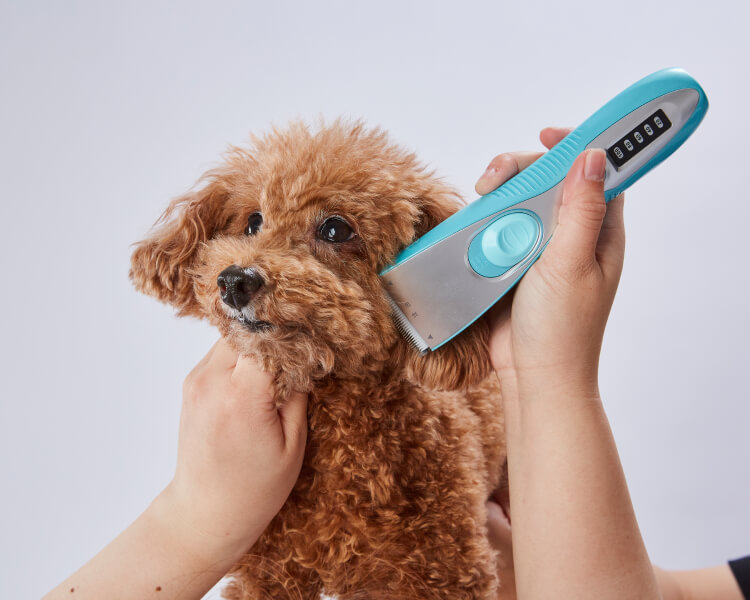 トリマー監修】犬にバリカンを使うやり方は？注意点とともに解説