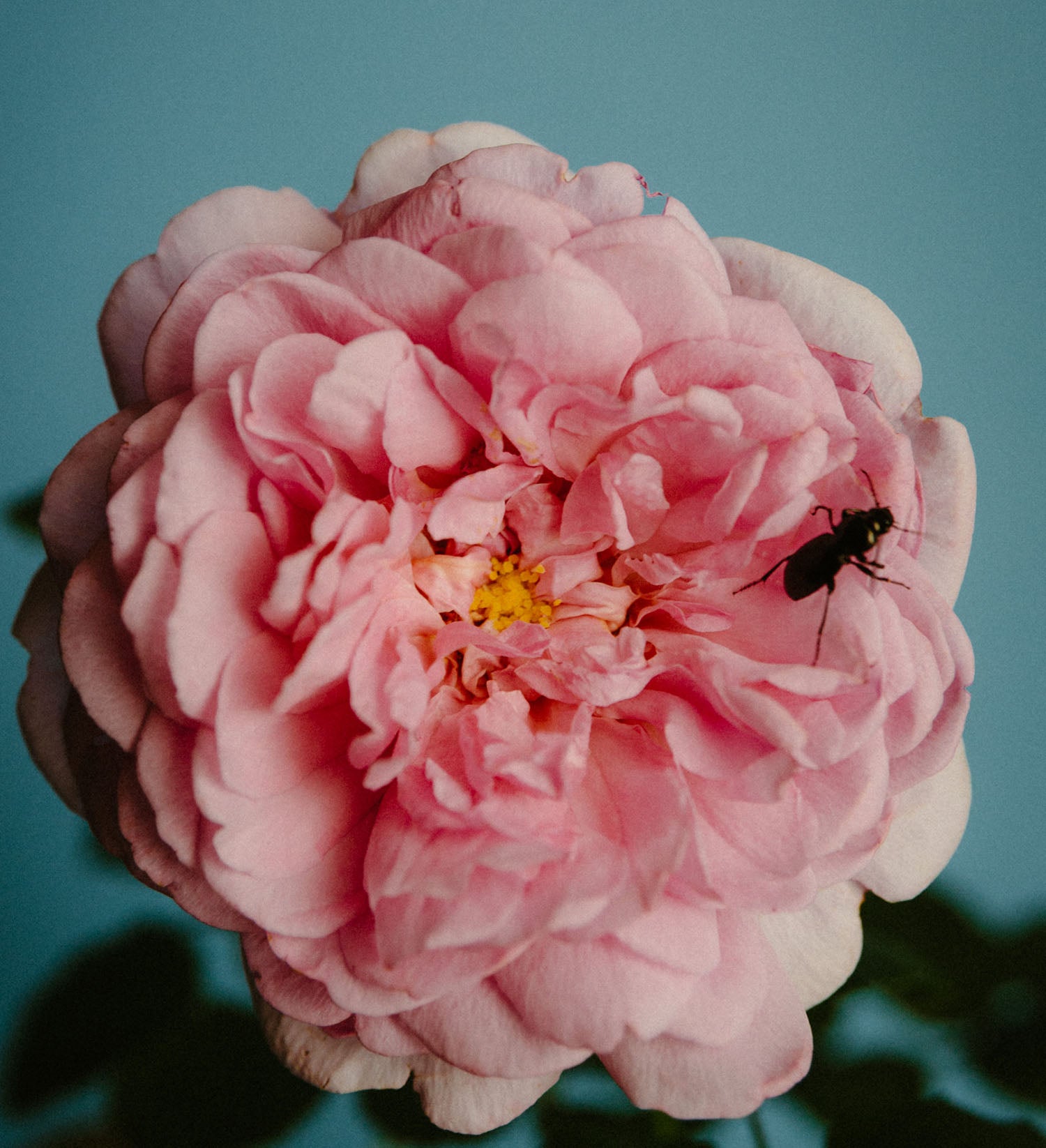 ローズ・ウィズ・インセクト – Perfumer H