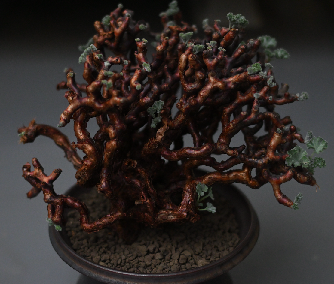 発根成功】ペラルゴニウム・ミラビレの発根管理｜初心者でも成功できた