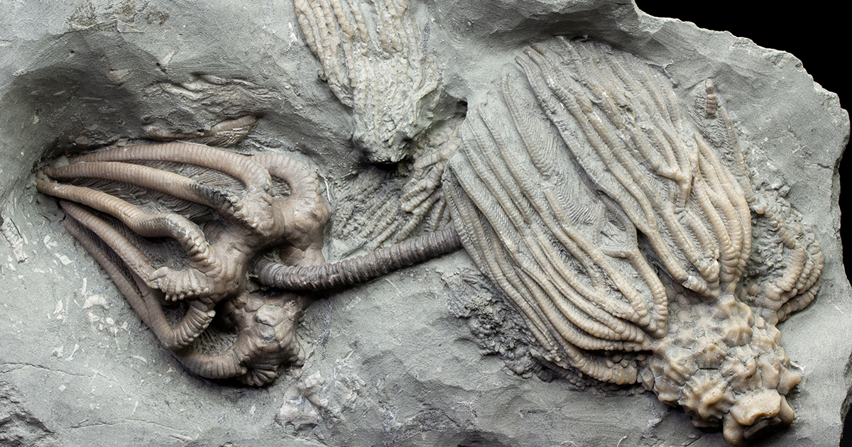 ウミユリ群集005｜恐竜・化石グッズの専門店 ふぉっしる