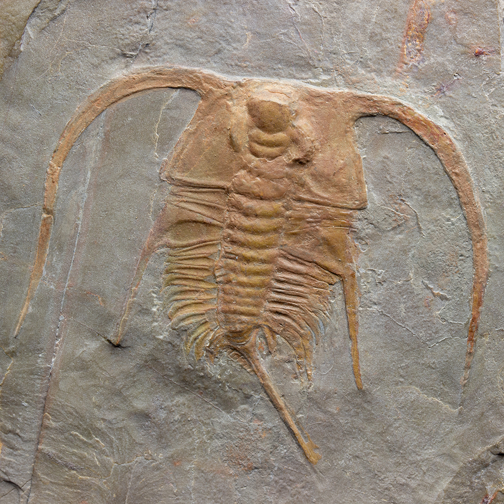 ブリストリアT07｜恐竜・化石グッズの専門店 ふぉっしる