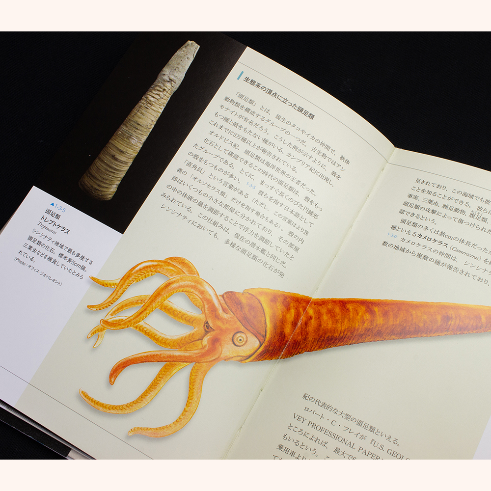 アンティーク 明治時代 広島縣 東野村 高札 御触書 【公式通販】