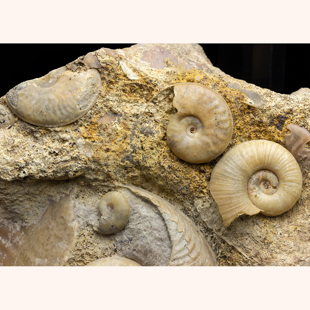 アンモナイト群集023｜恐竜・化石グッズの専門店 ふぉっしる