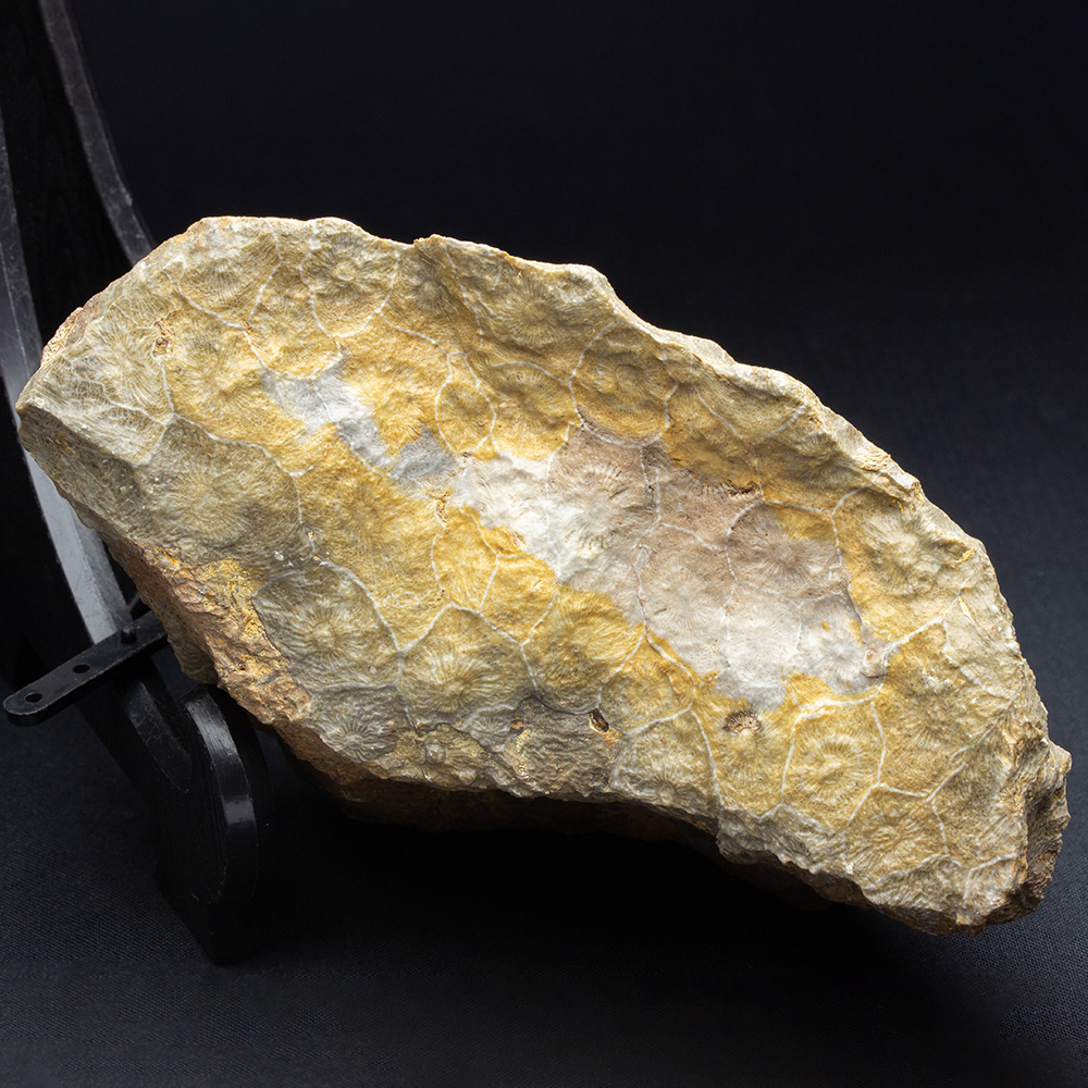 四放サンゴ034｜恐竜・化石グッズの専門店 ふぉっしる