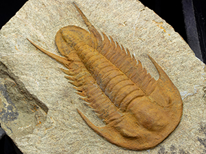 モロッコ産三葉虫｜恐竜・化石グッズの専門店 ふぉっしる