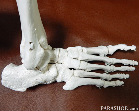 足の骨格を知ろう（足の骨格、骨の名称、関節、アーチなど） | 靴専門