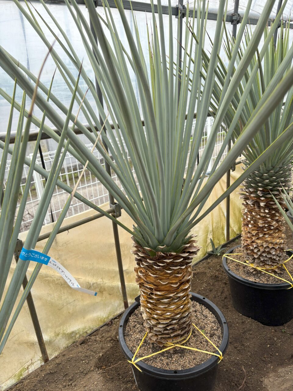 ユッカハイブリッド（ロストラータ×リキダ）｜Play Garden（株式会社