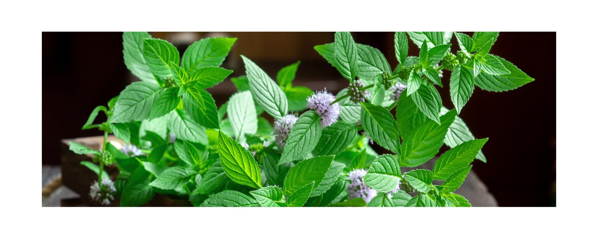 ◇ハッカ油 和種薄荷 ジャパニーズミント エッセンシャルオイル 【癒し