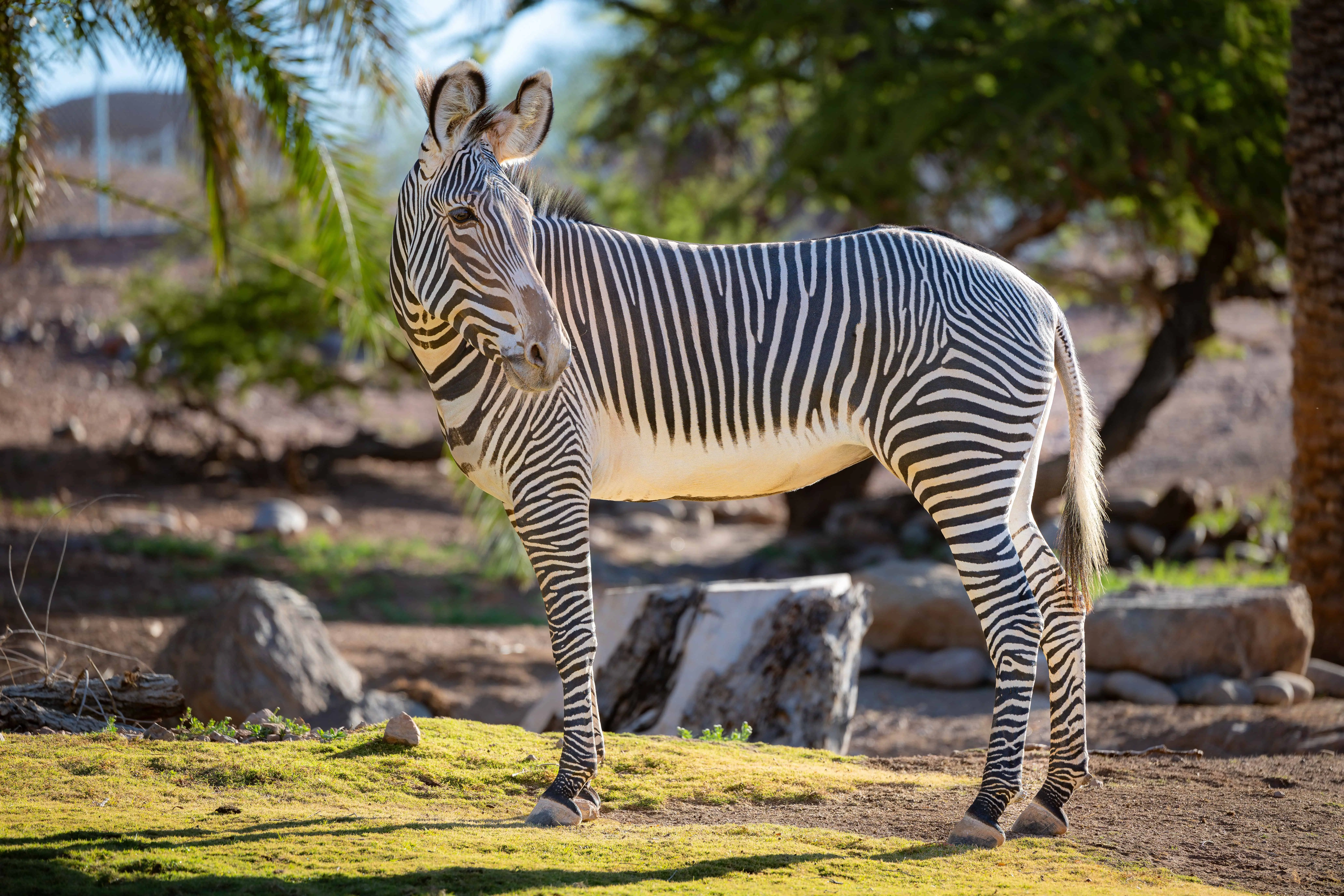 Grevy's Zebra - Phoenix Zoo