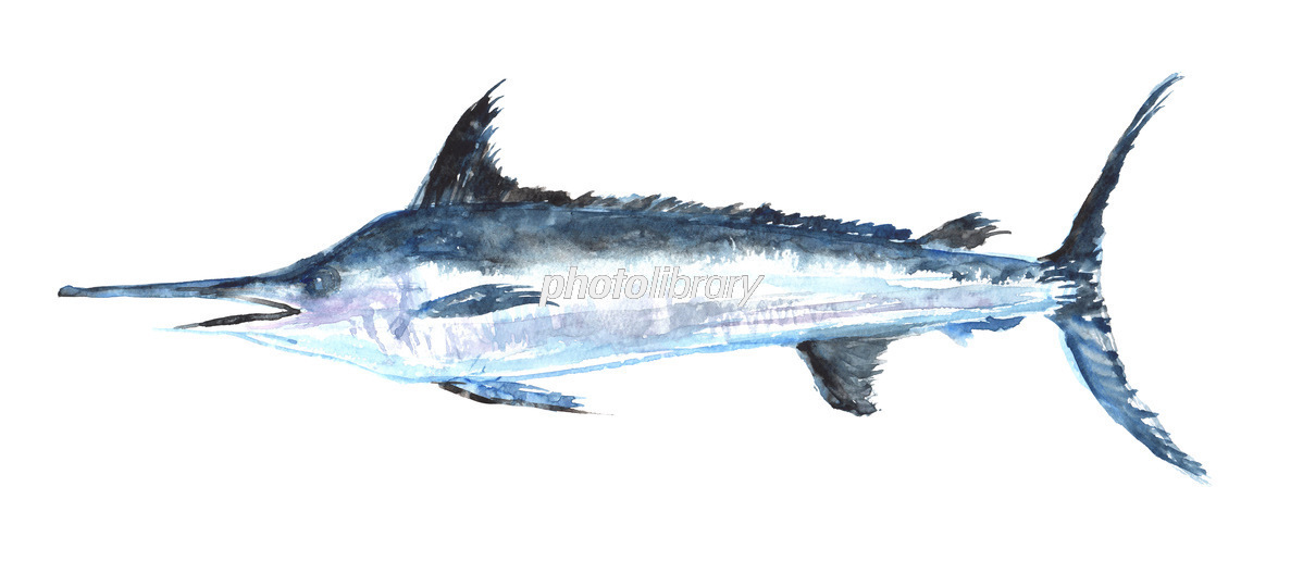 水彩で描いたマカジキのイラスト イラスト素材 [7377479] - フォト