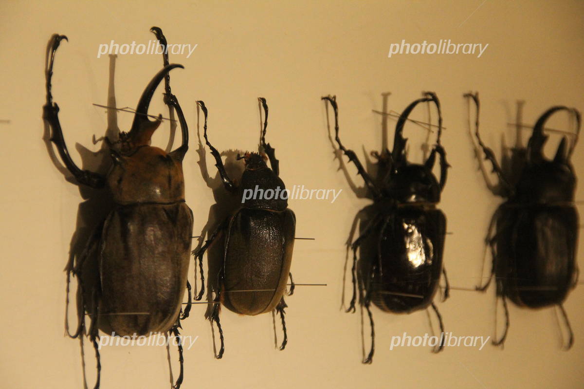 エレファスゾウカブトの標本 写真素材 [3012283] - フォトライブラリー