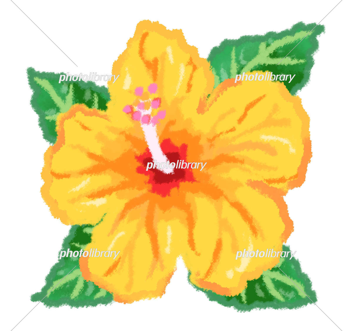 幸せの黄色いハイビスカス(色鉛筆画) 幸せの黄色いハイビスカス(色鉛筆