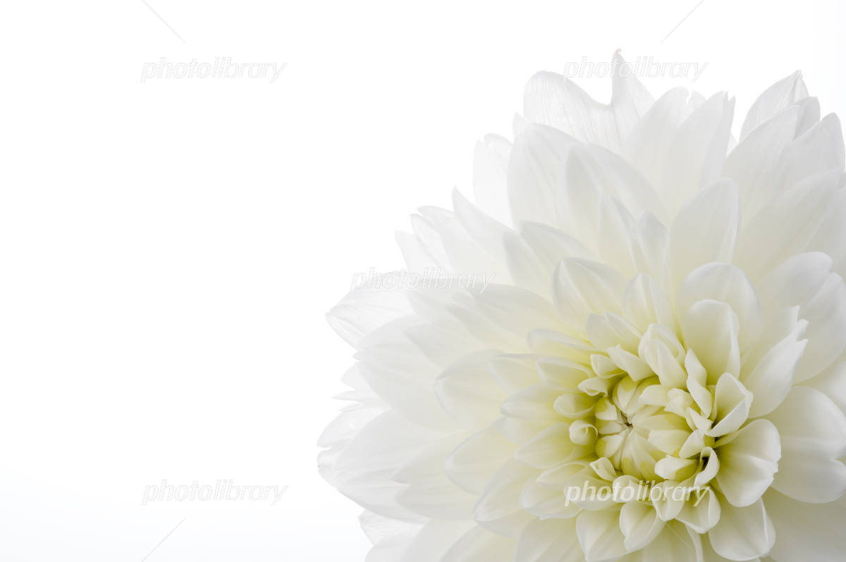 白いダリア 写真素材 [4739665] - フォトライブラリー