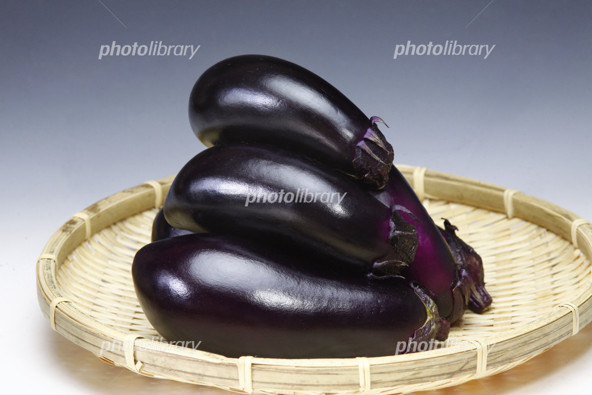 アキナス 秋茄子 写真素材 [5262702] - フォトライブラリー