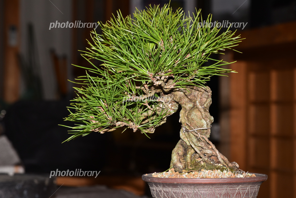 黒松 根上がり 持ち込み古いです 黒松 根上がり 盆栽 no3 黒松 根