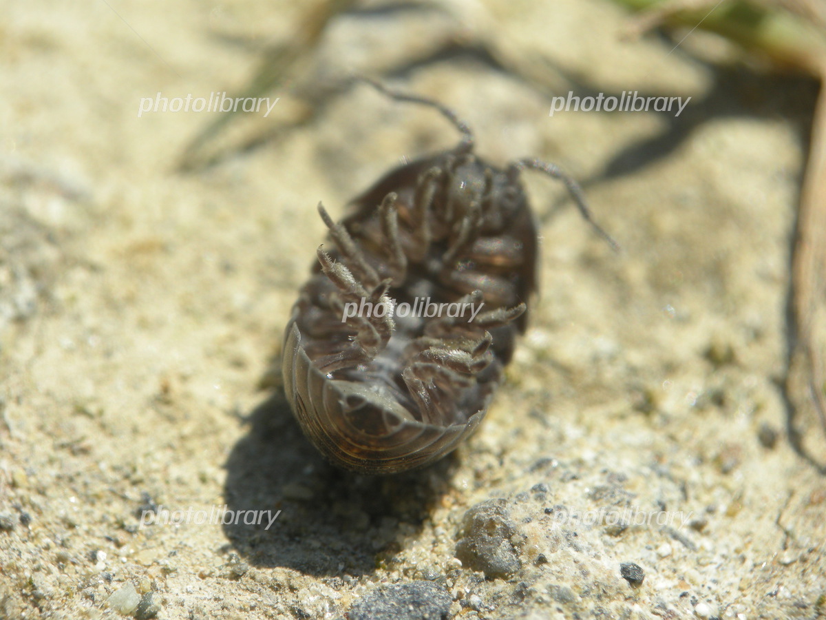 ダンゴムシ 写真素材 [5590867] - フォトライブラリー