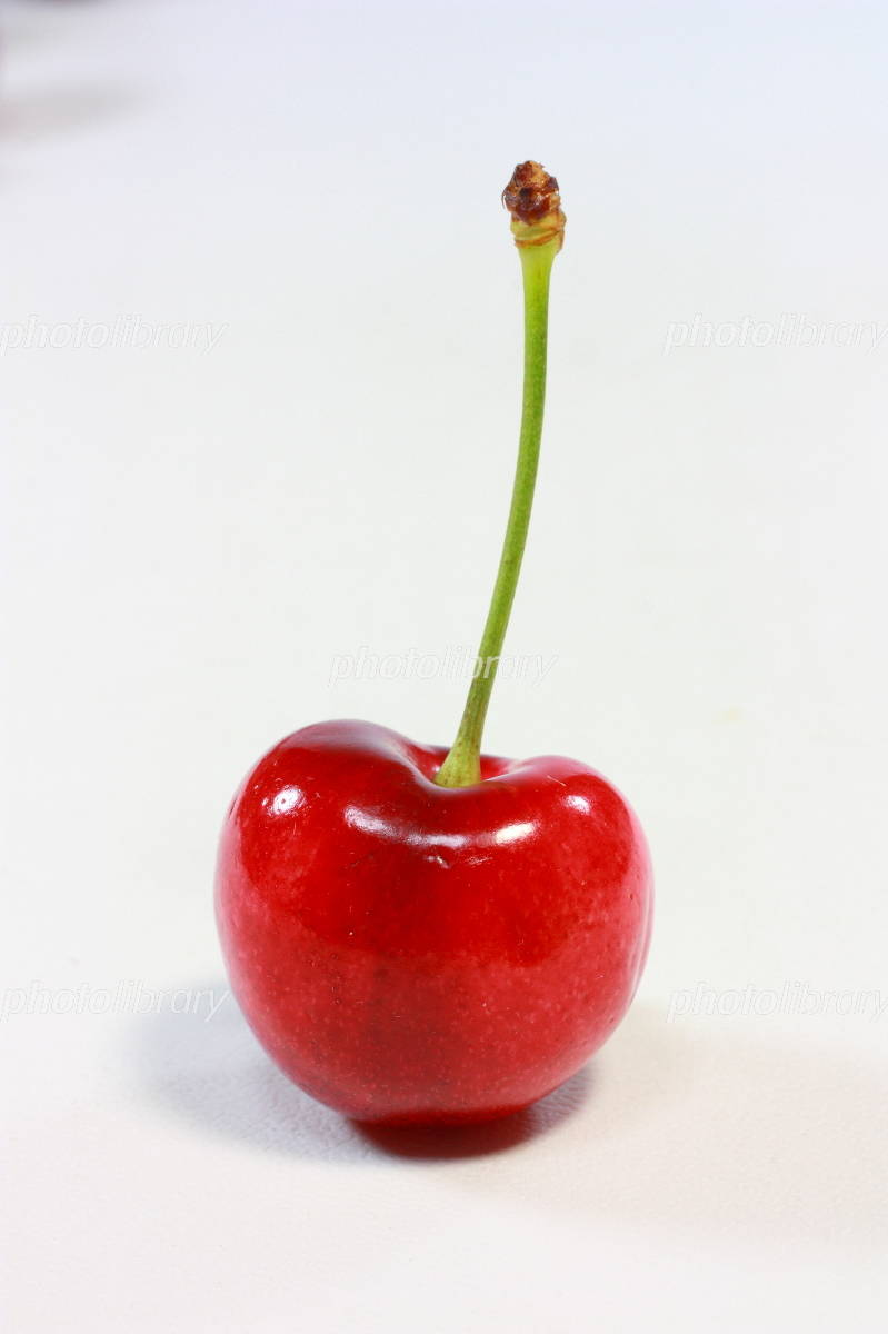 アメリカンチェリー 写真素材 [521410] - フォトライブラリー