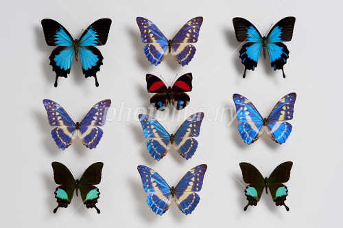 蝶の標本 写真素材 [1802928] - フォトライブラリー