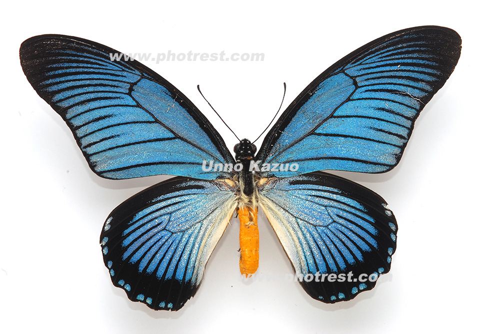 ザルモクシスオオアゲハの写真素材 | 写真の森 フォレスト