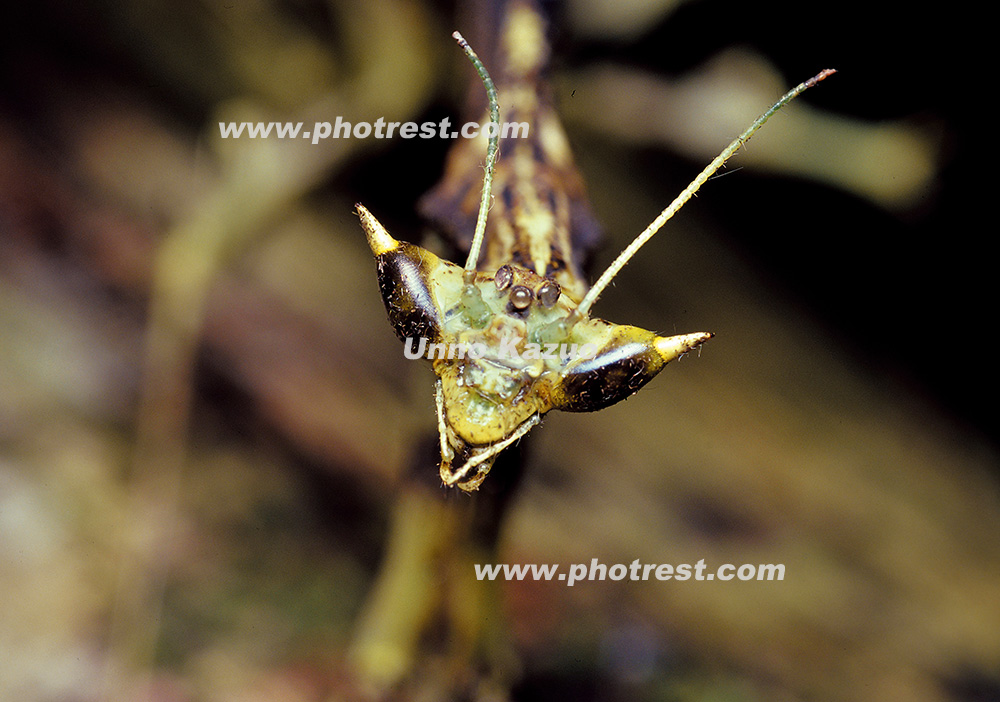 オオカレエダカマキリの写真素材 | 写真の森 フォレスト