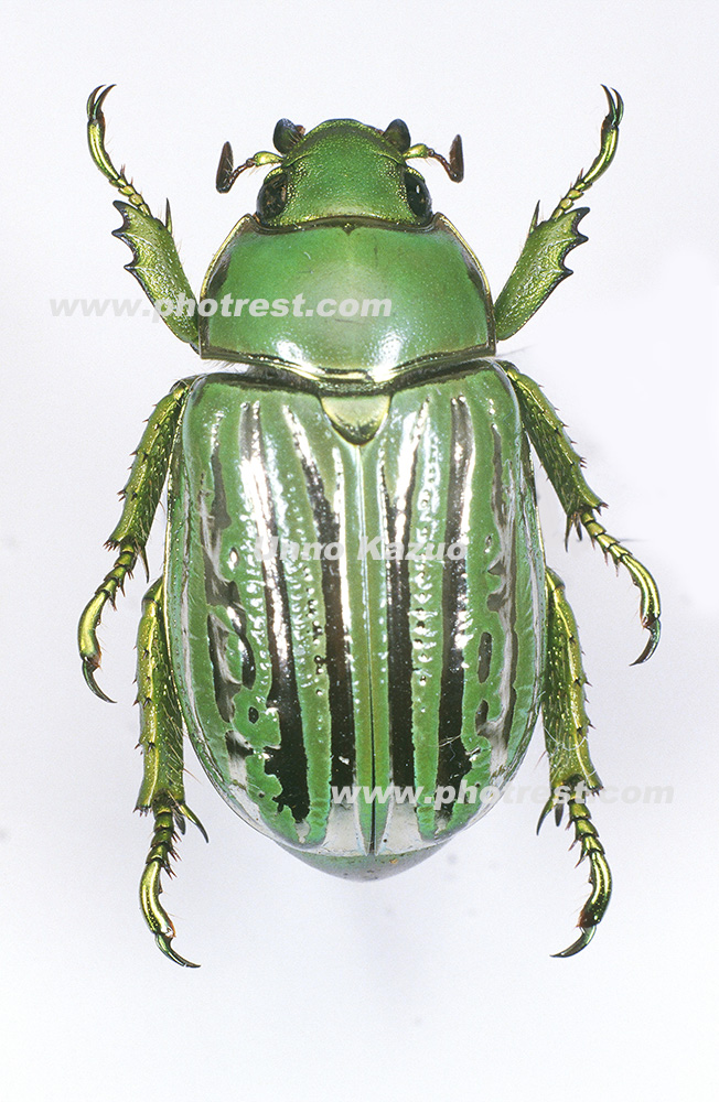 昆虫標本ウグイスコガネ