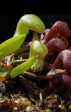 ダーリングトニア・カリフォルニカの育て方・栽培方法