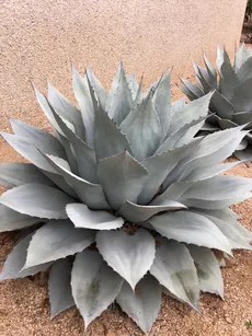 アガベ オバティフォリア 'Frosty Blue'の育て方・栽培方法