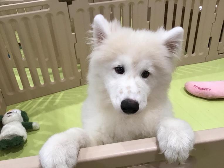 もふもふサモエド｜ワンラブ｜ショップニュース｜ピエリ守山