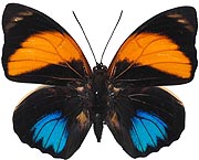 ルリオビタテハ族のページ：リスト1
