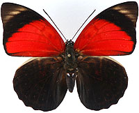 ルリオビタテハ族のページ：リスト1