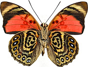 ルリオビタテハ族のページ：リスト1