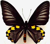 ジャコウアゲハ族のページ：リスト4