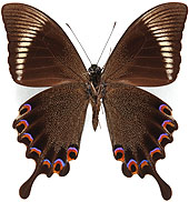 アゲハチョウ族のページ：リスト2