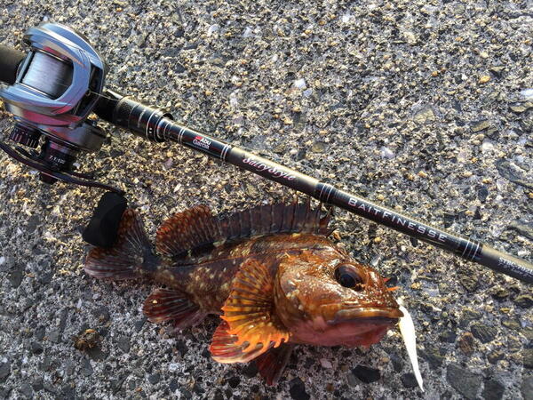 Salty Style Baitfinesse Custom（ソルティースタイル ベイトフィネス