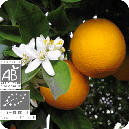 オレンジ・スィート – プラナロム エッセンシャルオイル・精油｜健草医学舎