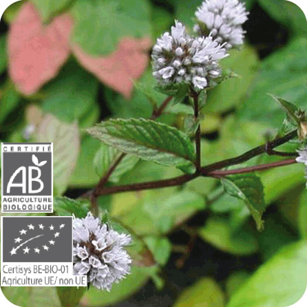 エッセンシャルオイル – プラナロム エッセンシャルオイル・精油｜健草