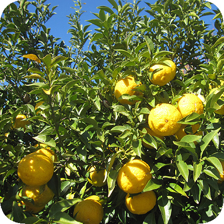 エッセンシャルオイル – プラナロム エッセンシャルオイル・精油｜健草