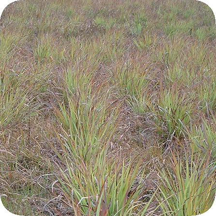 シトロネラ – プラナロム エッセンシャルオイル・精油｜健草医学舎