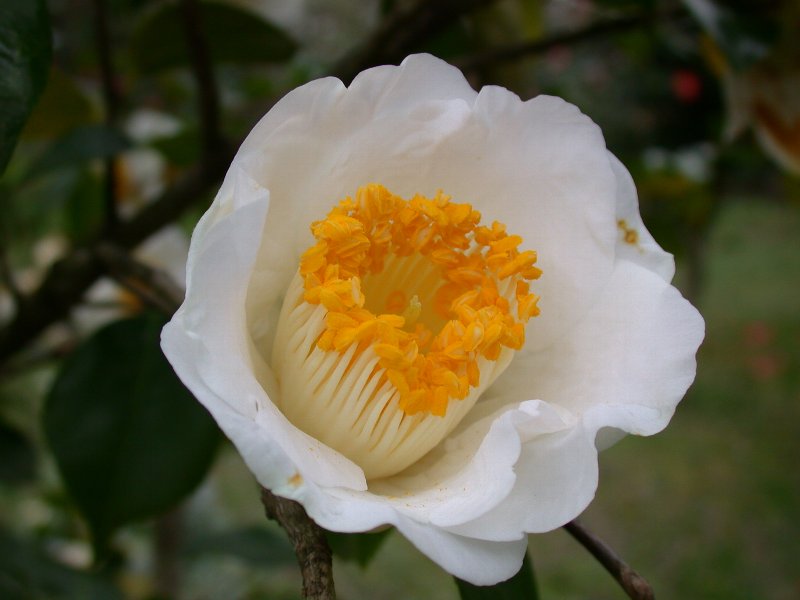 友久様ご確認苗 加茂本阿弥と四ヶ村 tsubaki071_01-logo.jpg