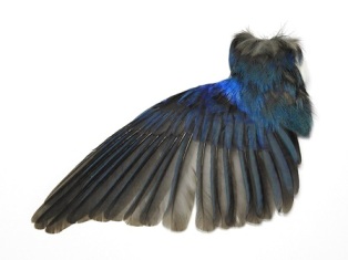 収蔵資料・標本 - 新潟県ホームページ