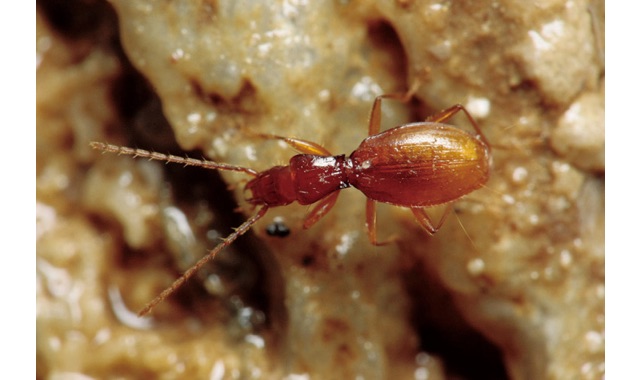 愛媛県レッドデータブック | 昆虫類 | オチメクラチビゴミムシ