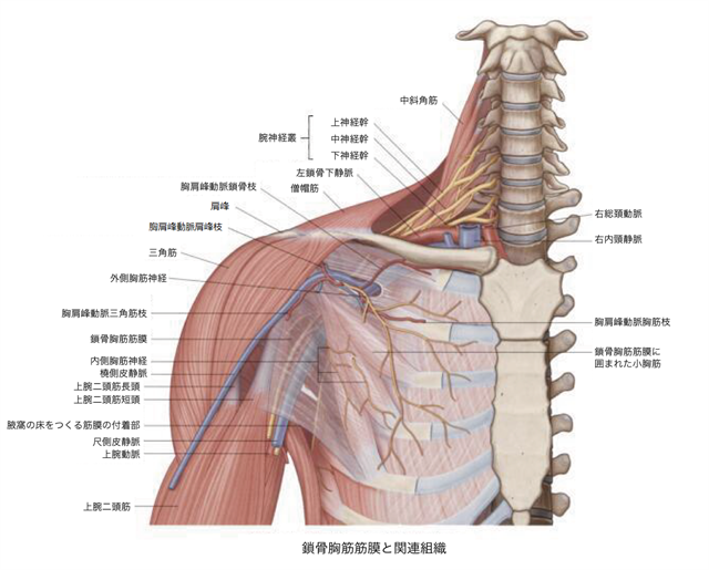 神経ブロック：鎖骨上神経（超音波ガイド） - Procedures Consult